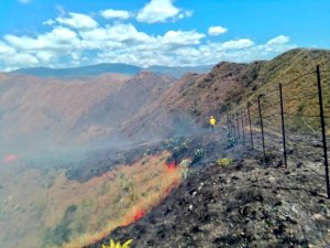 Incendios forestales en Venezuela: una amenaza silenciosa