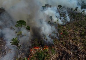 La ONU alerta de la “narcodeforestación” del Amazonas