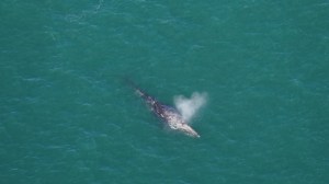 Reapareció frente a las costas de EEUU una ballena que se creía extinta desde hace 200 años