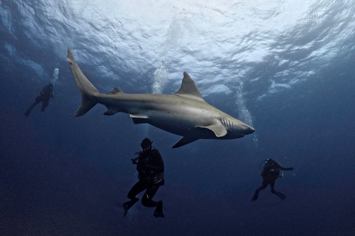 Florida, el lugar con más mordeduras de tiburones a humanos en el mundo