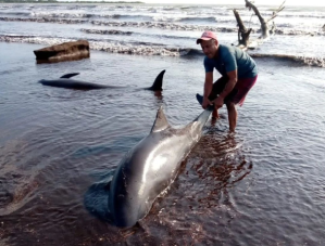 ON VIDEO: They report the presence of dolphins on the coast of Falcón
