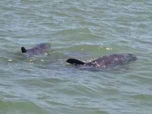 The “melon-head” dolphin was found dead in Falcón State could be the first report of that species in the state