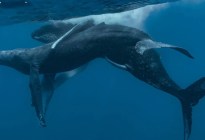 Captan el primer apareamiento de ballenas jorobadas y resultan ser dos machos