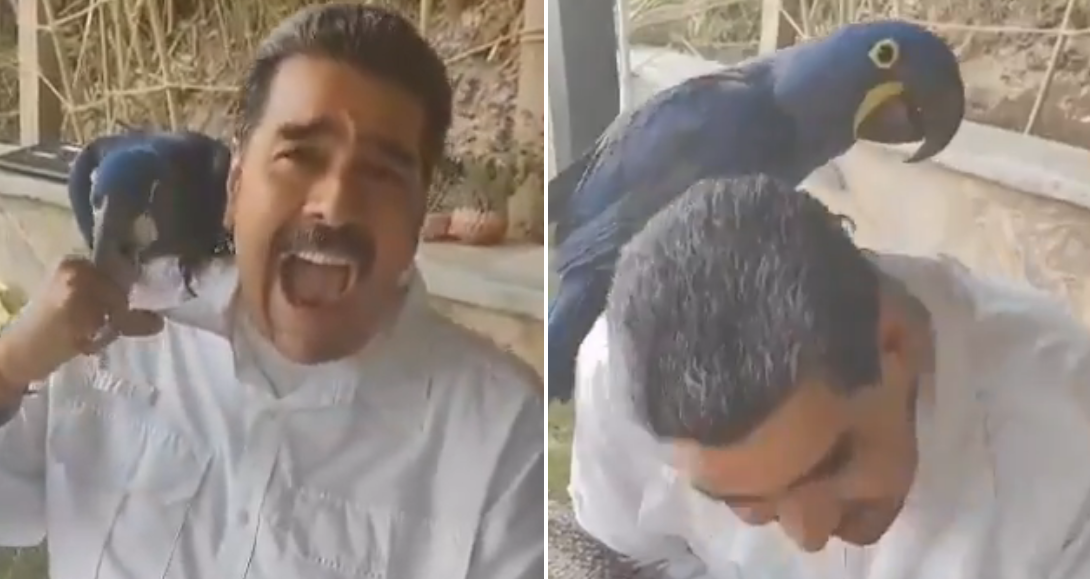 “¡Aaaaayy!”: simpática guacamaya hizo gritar de dolor a Maduro al caerle a picotazos (VIDEO)