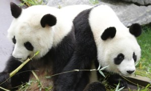 China enviará a España una nueva pareja de pandas el #29Abr