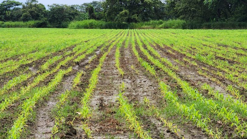 Cuatro acciones que recomiendan agrónomos a los agricultores ante las lluvias en Venezuela