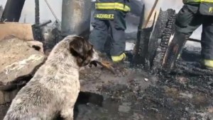 Conmovedor: Un perro llora desconsolado al ver su casa incendiada (VIDEO)