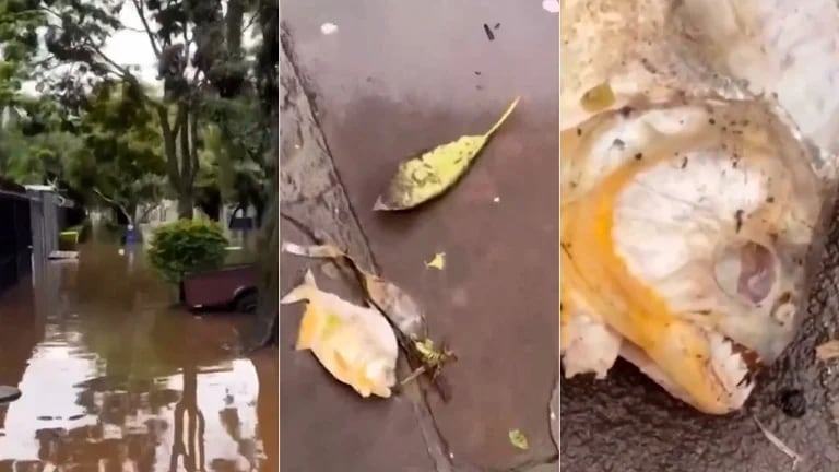 Más complicaciones en Brasil: con las inundaciones, aparecieron pirañas en las calles de esta ciudad (VIDEO)