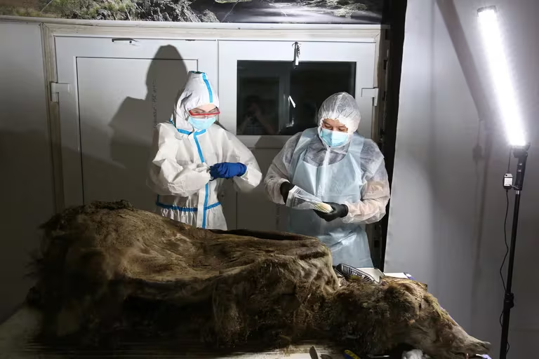 Impresionante: Hallaron un lobo de 44 mil años sorprendentemente conservado con sus dientes intactos