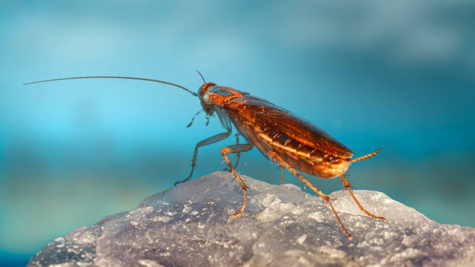 Revelan el origen oculto de la plaga urbana más odiada del planeta: la cucaracha