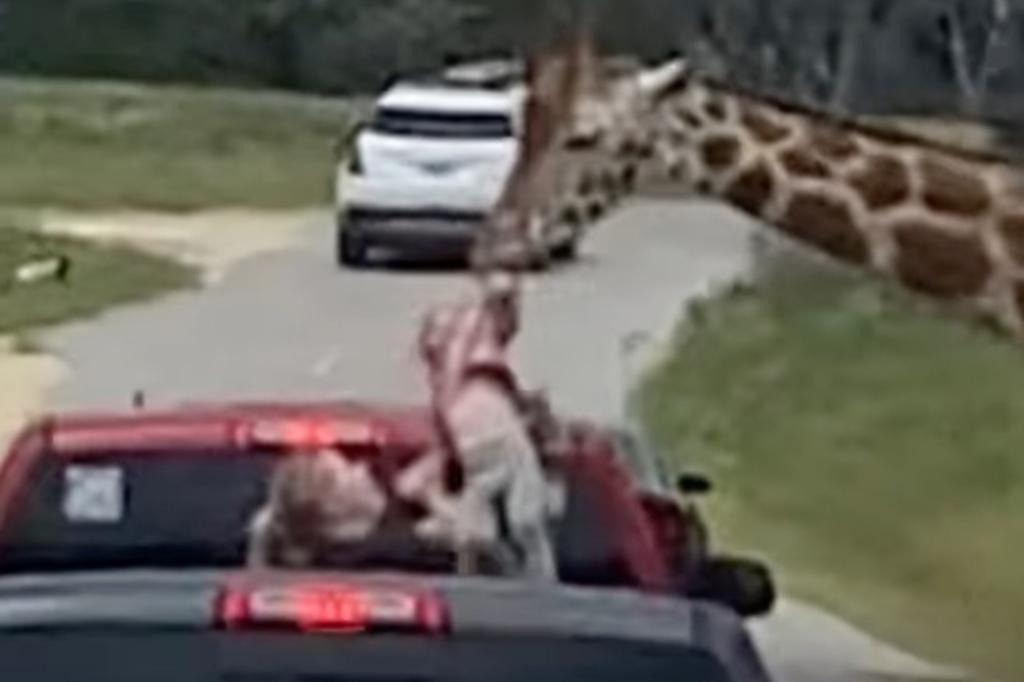 VIDEO dramático: Jirafa intentó raptar a niña de dos años que trataba de alimentarla en safari de Texas