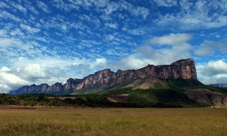 Misterio en el tepuy: descubren en Venezuela extraña criatura montañosa con vientre translúcido